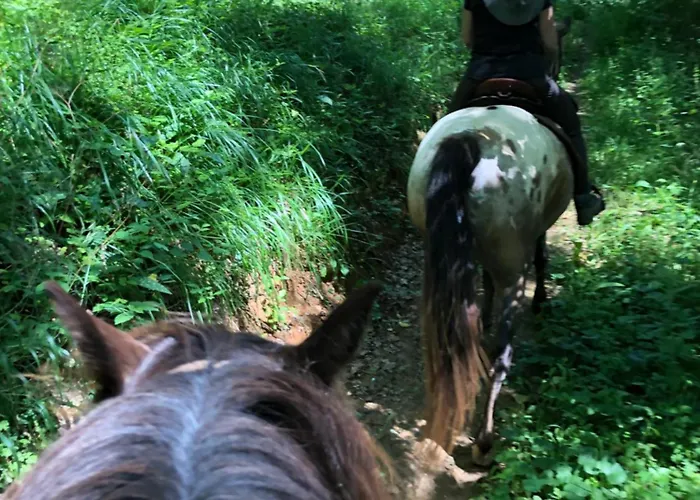 Le Chant Des Verdiers * Saint-Aubin-de-Nabirat